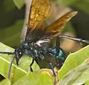 Pepsis basifusca - photo 3
