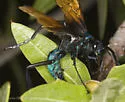 Pepsis basifusca - photo 4