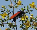 Pepsis chrysothemis