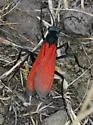 Pepsis chrysothemis - photo 2