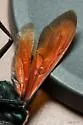 Pepsis chrysothemis - photo 3