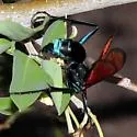 Pepsis chrysothemis - photo 4