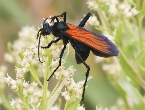 Pepsis grossa - photo 2
