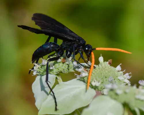 Elegant Tarantula-hawk Wasp