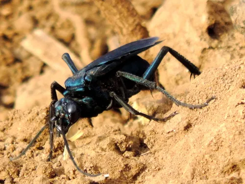 Mexican Tarantula-hawk Wasp - photo 2