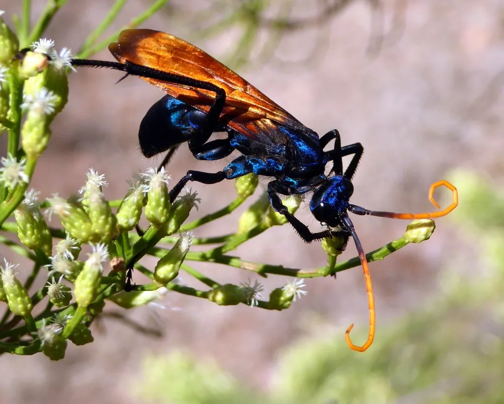 Milde's Tarantula-hawk Wasp
