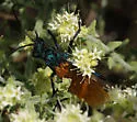 Pepsis pallidolimbata