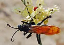 Pepsis pallidolimbata - photo 2