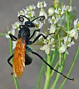 Pepsis pallidolimbata - photo 3