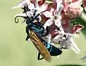 Pepsis pallidolimbata - photo 4