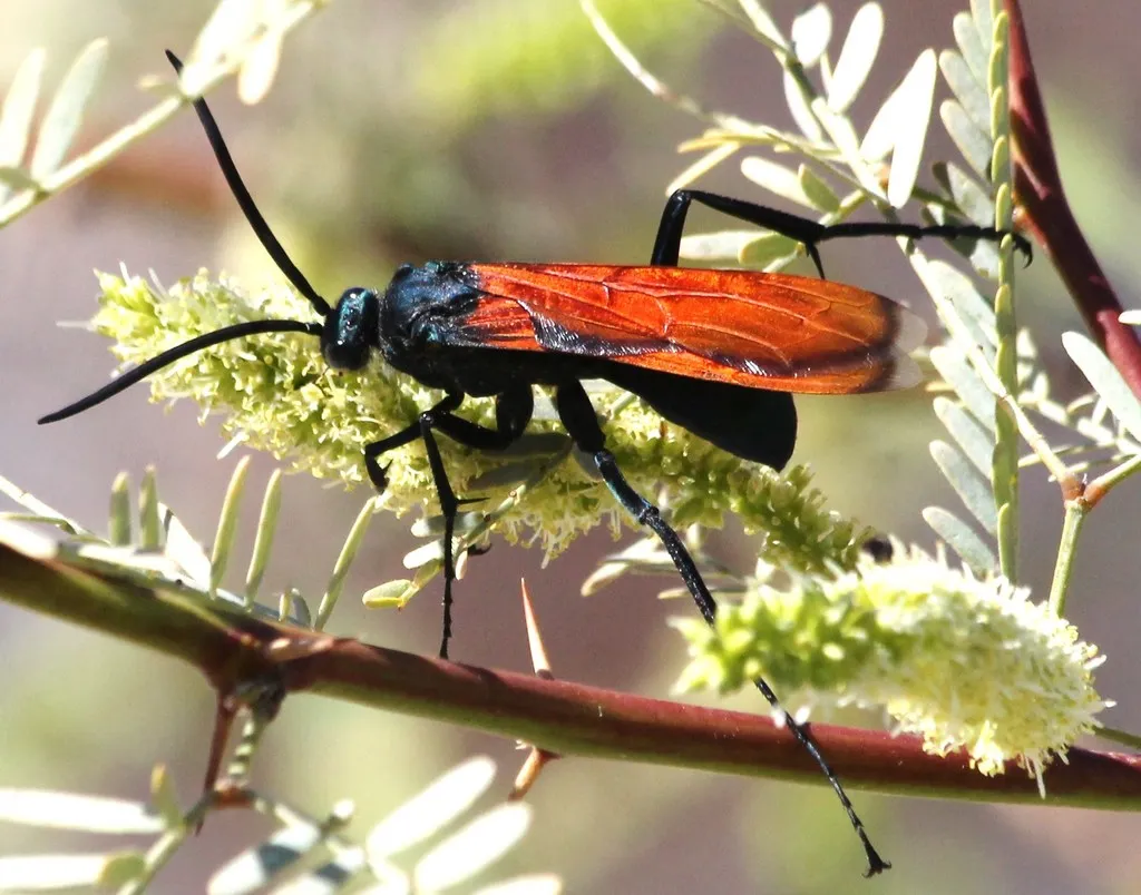Thisbe's Tarantula-hawk Wasp