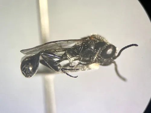 Peradeniidae - Peradeniidae