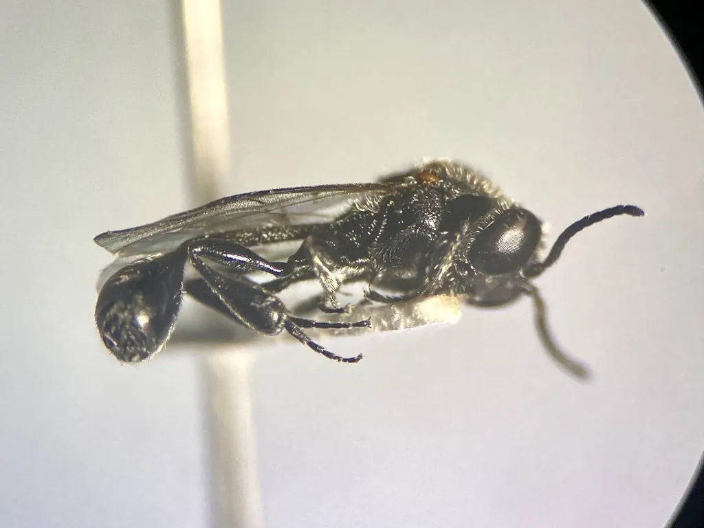 Peradeniidae - photo 2