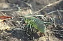 Coulee Cricket