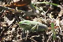 Coulee Cricket - photo 2