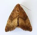 Peraniana dissociata - Hodges#9521 - photo 3