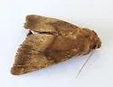 Peraniana dissociata - Hodges#9521 - photo 4