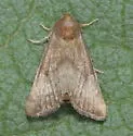 Peraniana dissociata - Hodges#9521 - photo 5