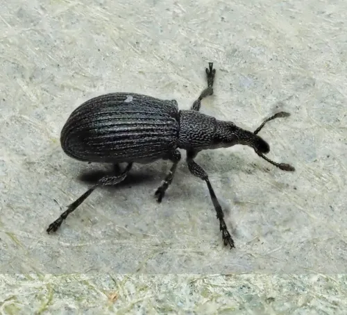 Perapion curtirostre