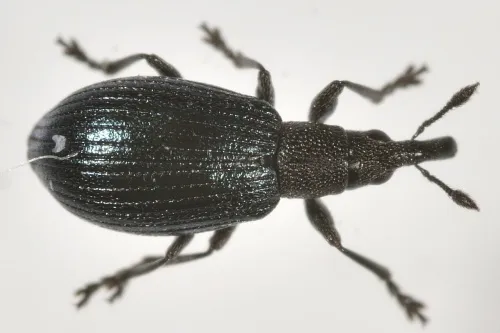 Perapion hydrolapathi - photo 2