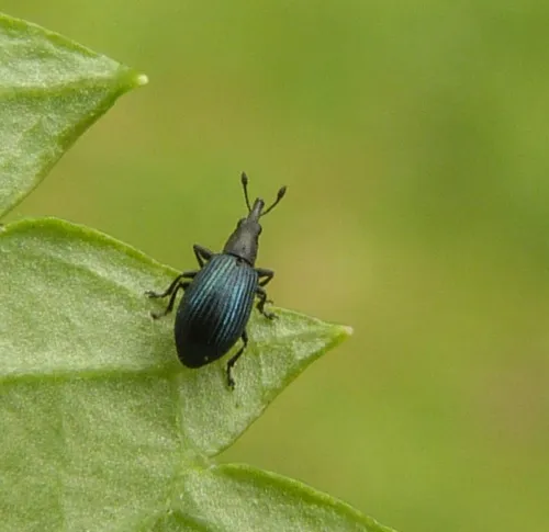 Perapion hydrolapathi - photo 3