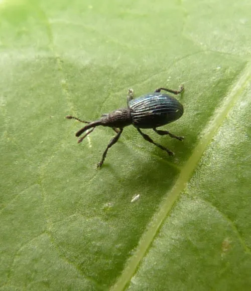 Perapion hydrolapathi - photo 4