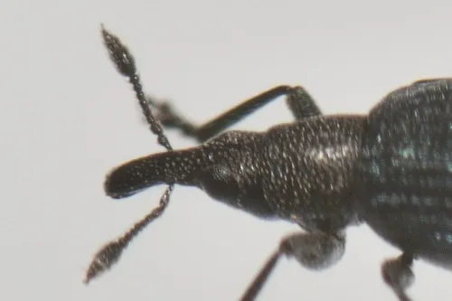 Perapion hydrolapathi - photo 5