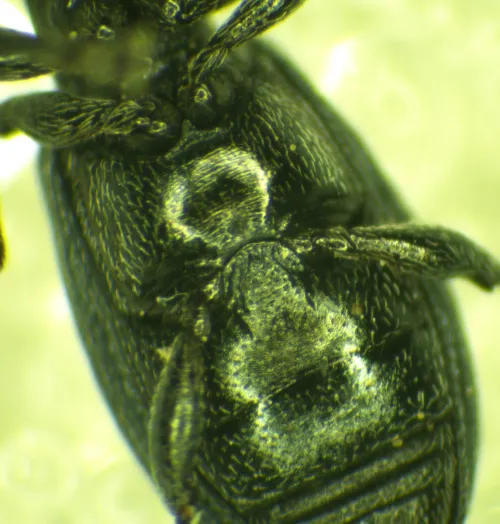 Perapion hydrolapathi - photo 6