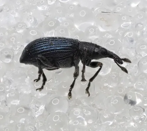 Perapion hydrolapathi - photo 7