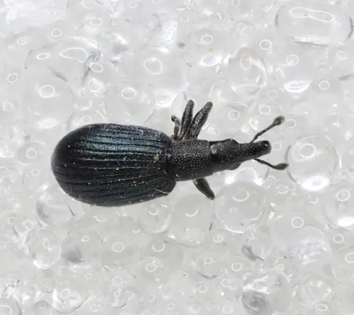Perapion hydrolapathi - photo 8