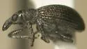 Perapion pulchrum