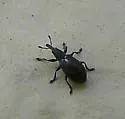 Perapion punctinasum