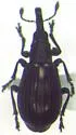 Perapion punctinasum - photo 2