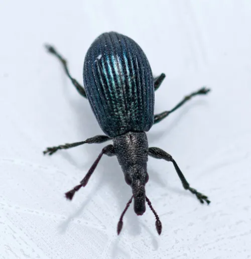 Perapion violaceum