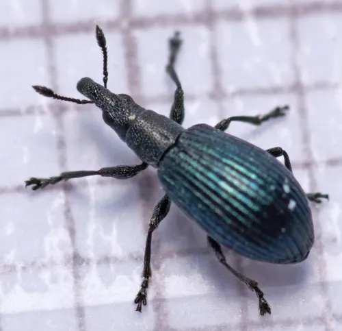 Perapion violaceum - photo 2