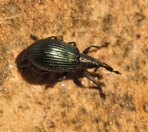 Perapion violaceum - photo 3