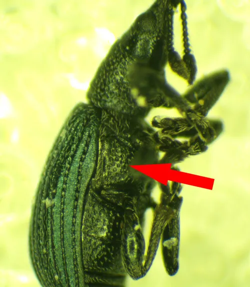 Perapion violaceum - photo 4