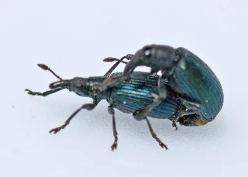 Perapion violaceum - photo 5