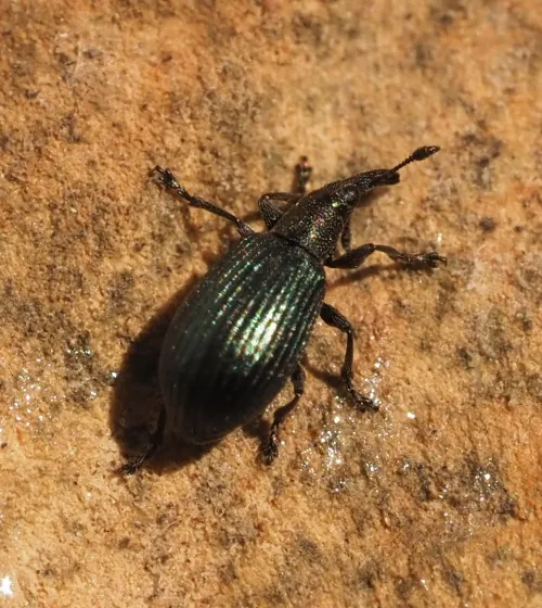 Perapion violaceum - photo 6