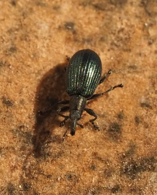 Perapion violaceum - photo 7