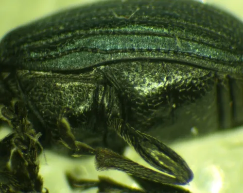 Perapion violaceum - photo 8