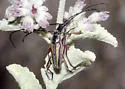 Perarthrus linsleyi - Perarthrus linsleyi