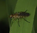 Peratomyia vittata - Peratomyia vittata
