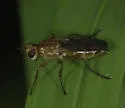 Peratomyia vittata - photo 2