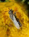 Perdita albipennis - photo 2