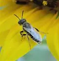 Perdita albipennis - photo 3