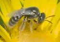 Perdita albipennis - photo 4