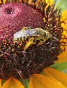 Perdita bequaerti - photo 3