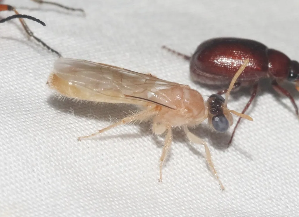 Perdita bequaertiana - photo 2