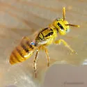 Perdita bicuspidariae